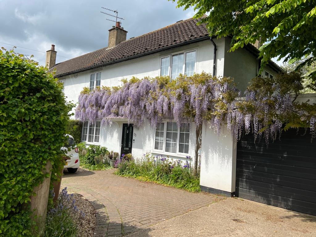 A white double fronted house (windows either side of the front door), with garage attached to the right has wisteria hanging beneath the upstairs windows and above the downstairs windows, and above the garage door. The wisteria blossom is a light lilac.