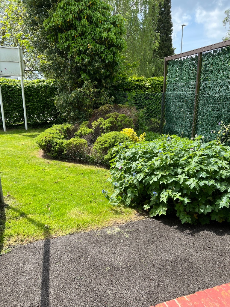 The front garden in front of the dentist office (which is an adapted house) short mown lawn large (left) large “flower beds” (right) filled with short shrubbery with a tree just inside the front well clipped hedge