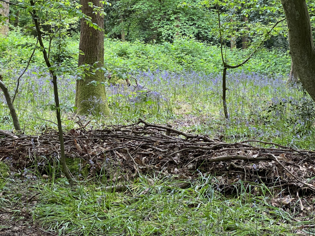 A low fence made of loosely wove dead branches is a signal the area off the path is not for walking on. Behind this obstacle amongst the green foliage and brown tree trunks is a purple haze of bluebells.