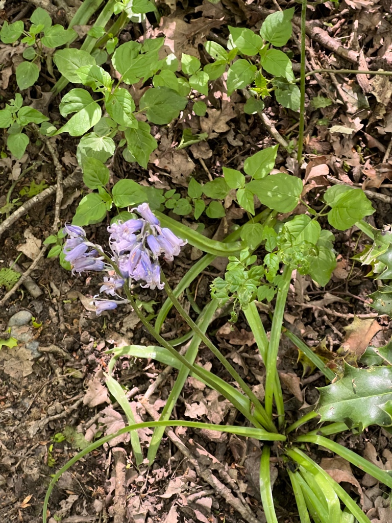 One lonely bluebell flower among some sparsely growing weeds 