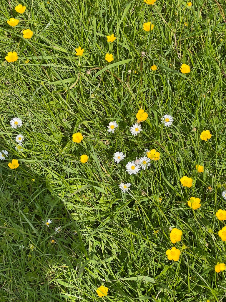Buttercups and daisies glowing against the grass