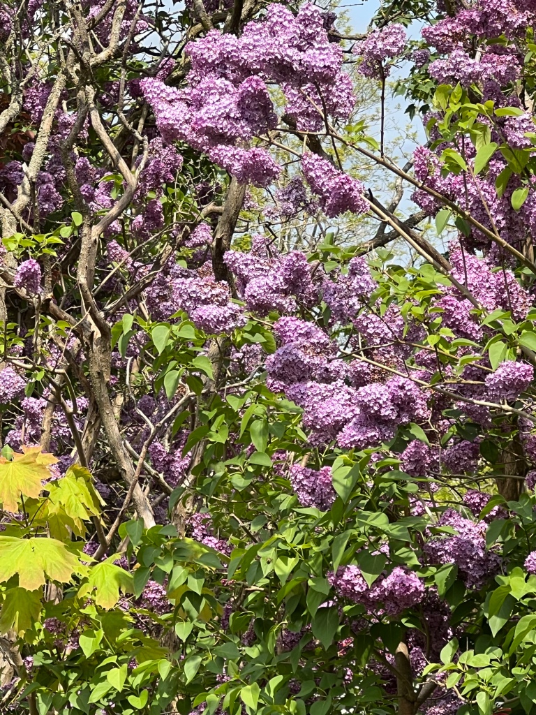 Masses of lilac blooms on this bush.