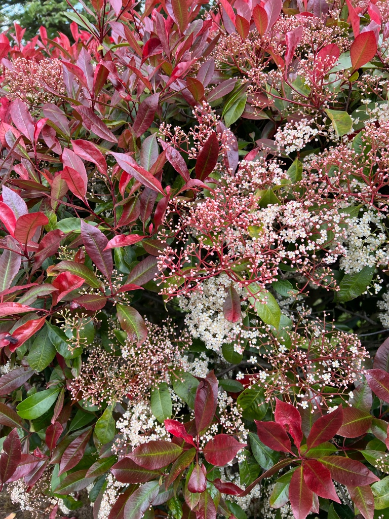 Photinia the leaves at the tip of the shoots are red those further down the shoot are green. The white flowers are on multi red stemmed clusters (think grapes crossed with umbrellas)some clusters of flowers are fully open while other clusters are still in bud