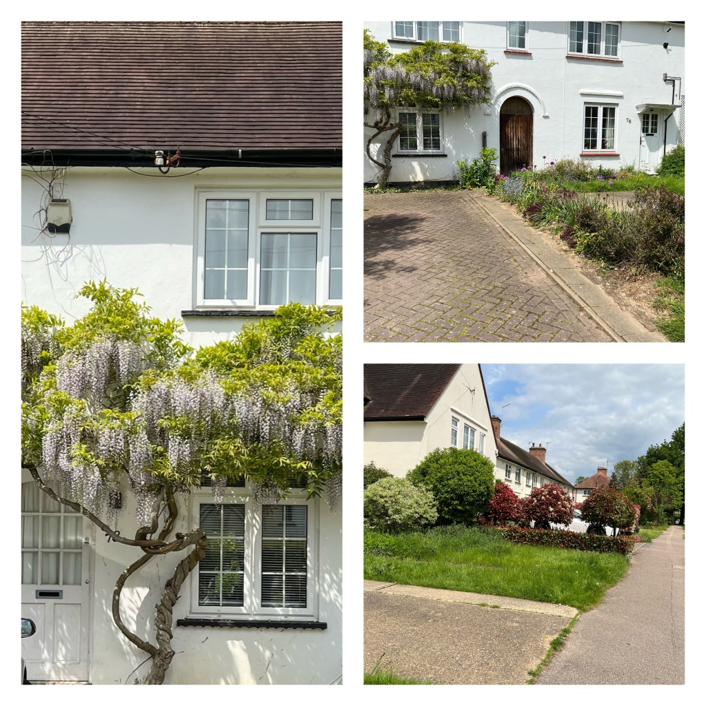 Collage 
Left:-the wisteria has an interesting twisted trunk and is trained across the single fronted white house so the blooms are under the upstairs windows and above the door (left) and window downstairs.
Top right:- expanded view including the connected mid terrace house next door which is the mirror image without any plants growing over the front. The houses have a gated covered alleyway between them.
The front gardens have brick paved driveways and flower beds the one closest to the wisteria house (on the left of the path leading to the alley) is full of flowers in various purple shades.
Bottom right looking across the lawn in front of the other house to green shrubs on their side of a hedge and red shrubs or trees the other side.