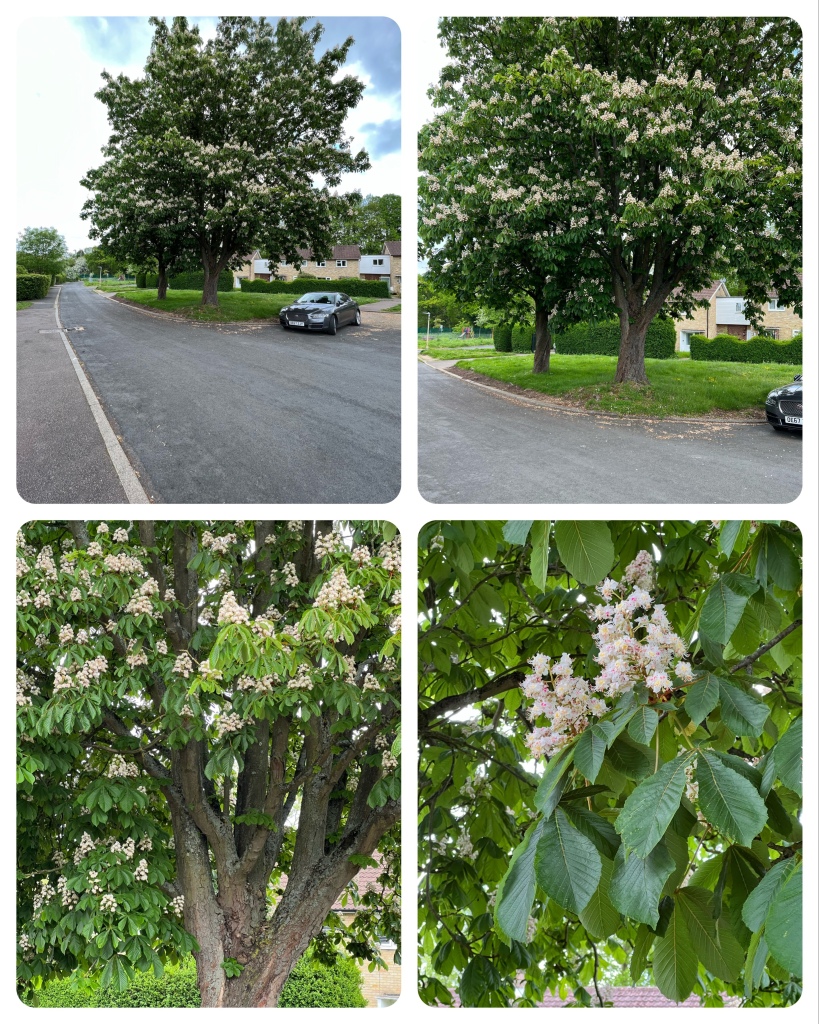 Collage all of the horse chestnut 
Top left at a distance to see how tall the tree is. There is a car parked next to it and so I’d estimate 25 to 30 feet.
Top left closer so I could see more of the blossom.
Both taken from across the road.
Bottom left even closer taken from the road next to tree.
Bottom right zoomed in on 2 of the blossom “spikes”
I’ve always reflected they are like conical candles with the individual flowers growing on stems spiralling off a centre stem. The leaves are like a plate the candle is displayed upon.